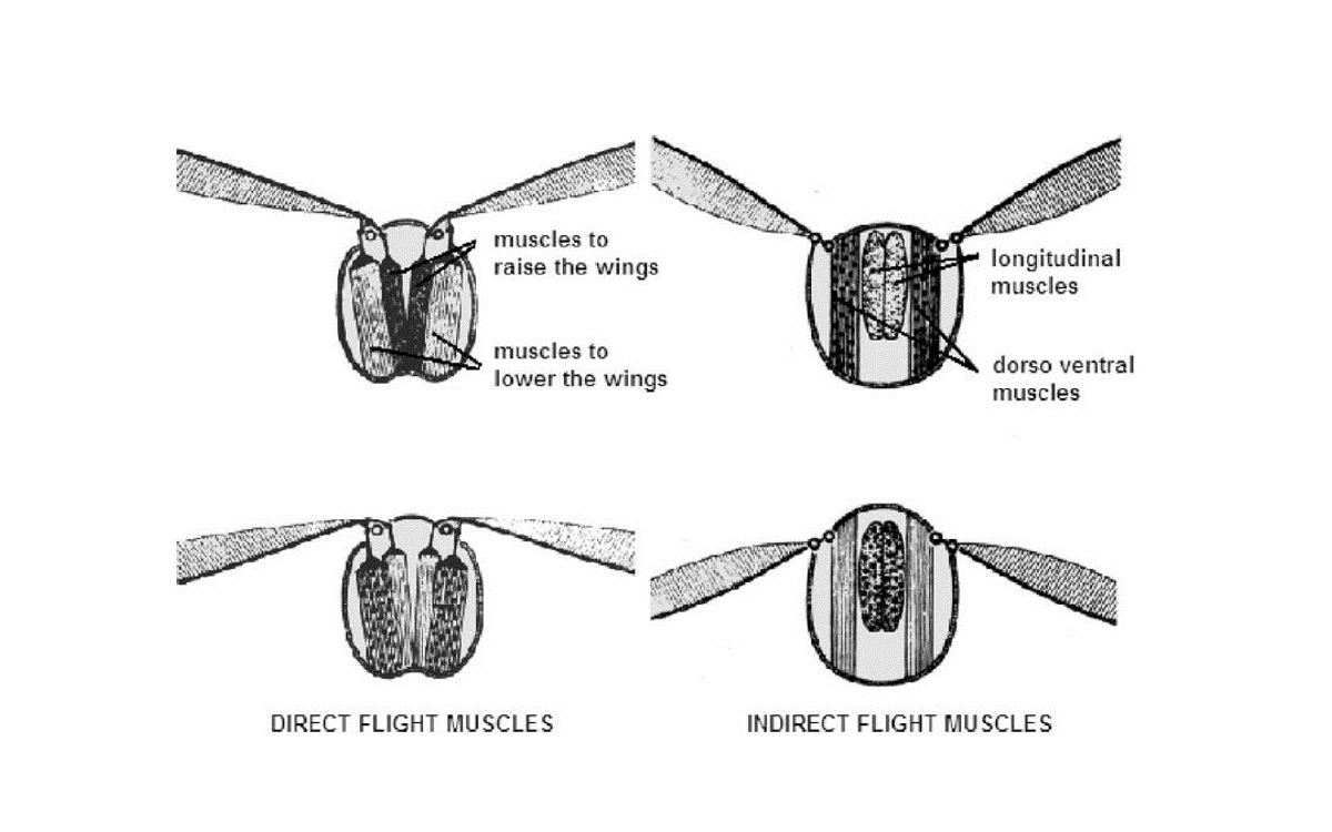 Flapping mechanism in insects