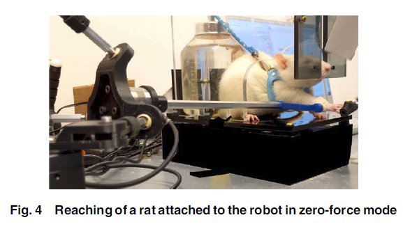 Reaching of a rat attached to the robot in zero-force mode