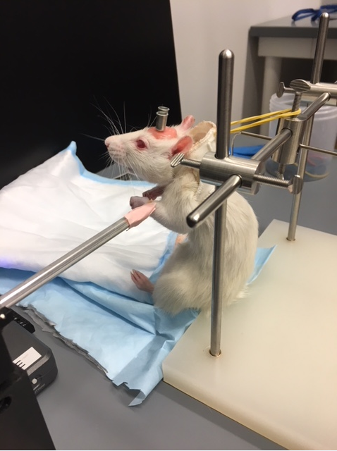 Rat in a device
