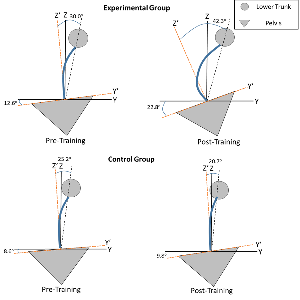 Lower trunk and pelvis schematic