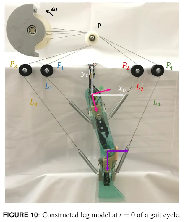 Constructed leg model att=0 of a gait cycle