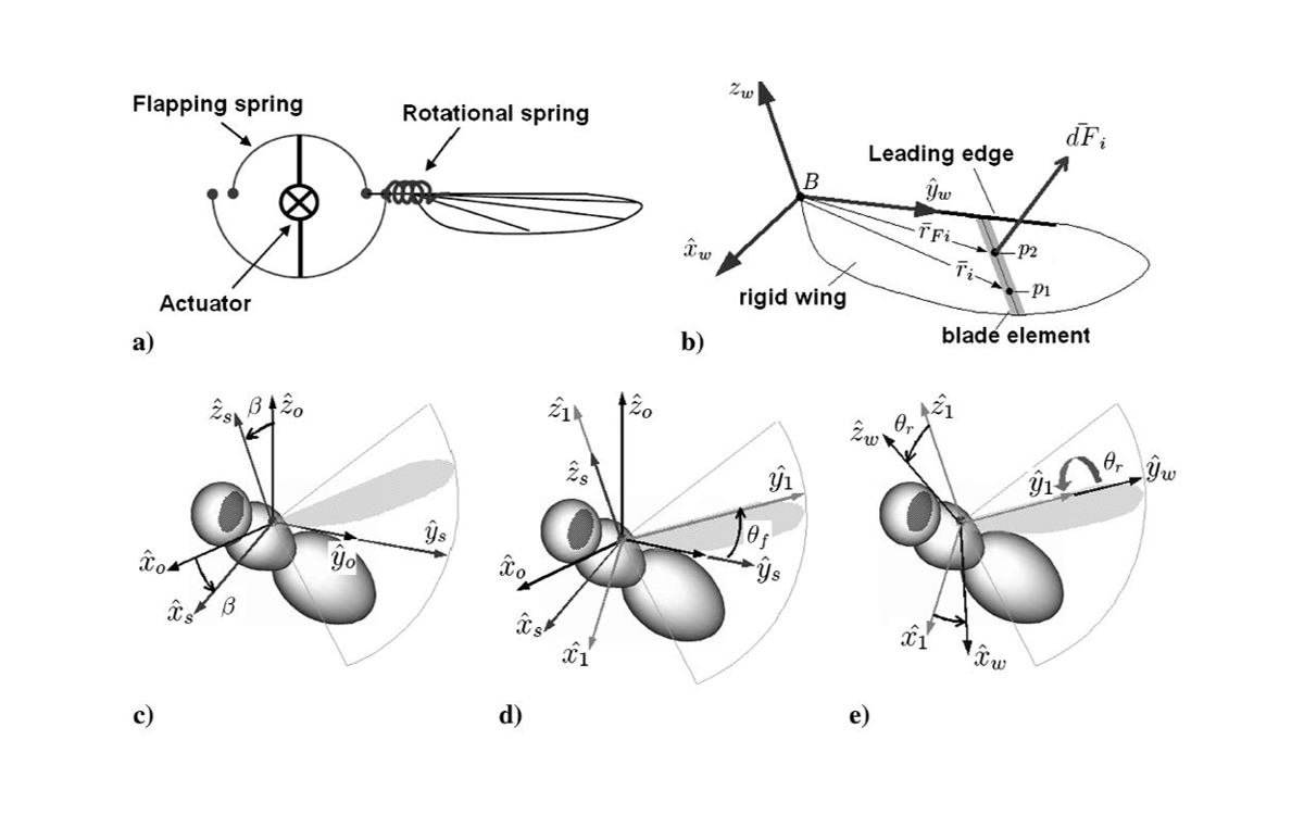 Schematics of a simplified insect thorax model with thorax muscles replaced by an actuator